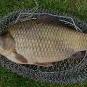 Карася На Озере Немерено Но Клюёт Не У Каждого Carp In Lake Loads But Not Every Bite