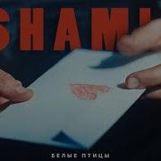 Белые Птицы Shami