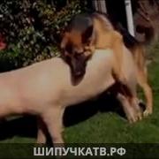 Секс Видео Бесплатно Крупно Секс Зоо