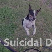 Suicidal Dog