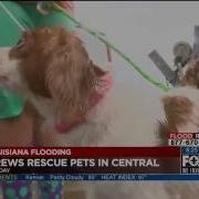 Animal Rescue Efforts Are Underway But Help Is Still Needed