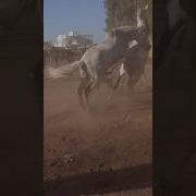 خيل ينيك بنات