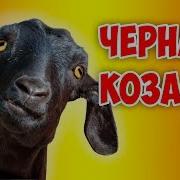 Новинка Хит С Кавказа Черная Коза