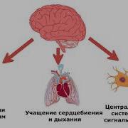 Что Происходит В Мозге Во Время Оргазма