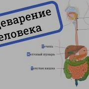 Пищеварительная Система