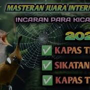 Masteran Kasar Kapas Tembak Vs Cililin Vs Lovebird Sikatan Londo