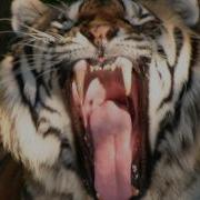 Tiger Mouth