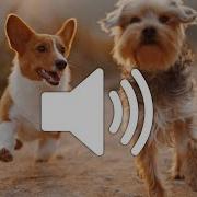 Dog Barking Sound Without Copyright