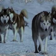 Посвящается Собакам Хаски Dedicated Husky Dogs