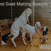 Animal Mating Cow And Goat Mating First Time Animals Creative