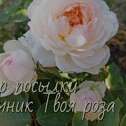 Твоя Роза