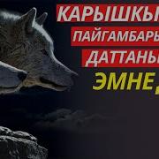 Карышкыр Тушкорсо Эмне Болот