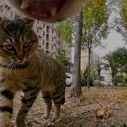 Cat Gopro Fight