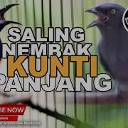 Suara Burung Kunti