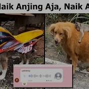 Naik Anjing Aja Naik Anjing