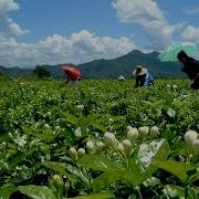 茉莉花高音质