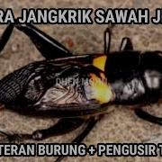 Suara Jangkrik Sawah Jernih