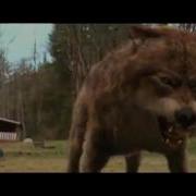 Jacob Black Animal I Have Become The Twilight Saga