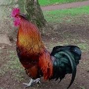 Rooster Crowing Compilation Rooster Sound Effect 2014