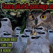 Suara Pikat Burung Trucukan Ribut