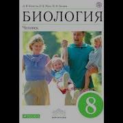 51 Слуховой Анализатор