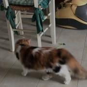 Gira Gira Tondo Fanny Cat Myzka