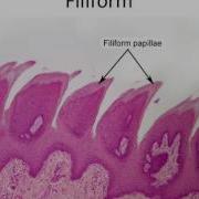 Tongue Anatomy And Histology