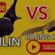 Cililin Vs Bajing Kekes