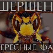 Шершень