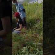 Siskae Prank Tukang Kebun