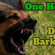 Barking Dog 1 Hour