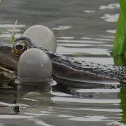 Брачное Пение Лягушек Frogs Mating Call