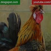 Rooster Crowing 1 Hour