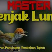 Masteran Prenjak Lumut