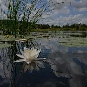 Одна Возлюбленная Пара Всю Ночь Гуляла До Утра