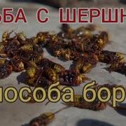 Шершень Не Зупиняйся