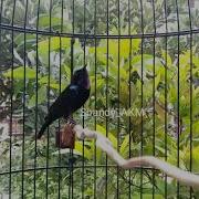 Black Sunbird Sulawesi Gacor