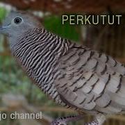 Perkutut Durasi Pendek