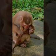 Let Feed My Cute Baby Monkey