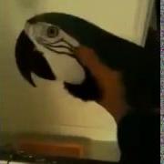 What The Fuck Papagei Parrot Wtf Watafak