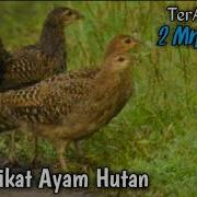 Suara Pikat Ayam Hutan Hijau