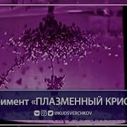 Мееров Сиреневый Кристалл