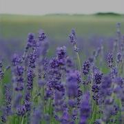 Lavender Fields James Quinn