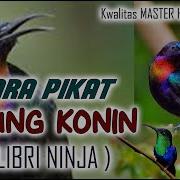 Kolibri Ninja Pikat