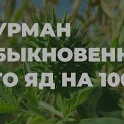 Дурман Обыкновенный