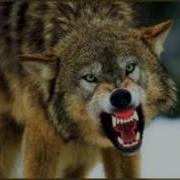 Wolf Growl