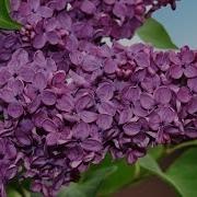 Рома Бахле И Рада Рай Цветет Сирень У Дома Нашего The Lilac Blossom