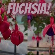 Fuchsia