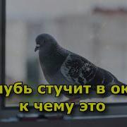 Голубь Стучит В Окно