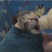 Kitten Cat Care What Do You Feed Newborn Kittens